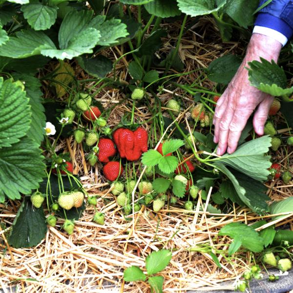 Baillet Latour Prijs voor Innoverende Tuinbouw