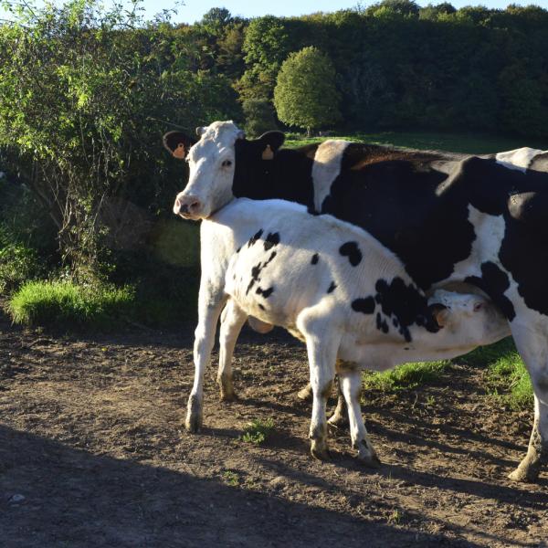 Overgangsprojecten naar duurzame landbouw en voedselsystemen