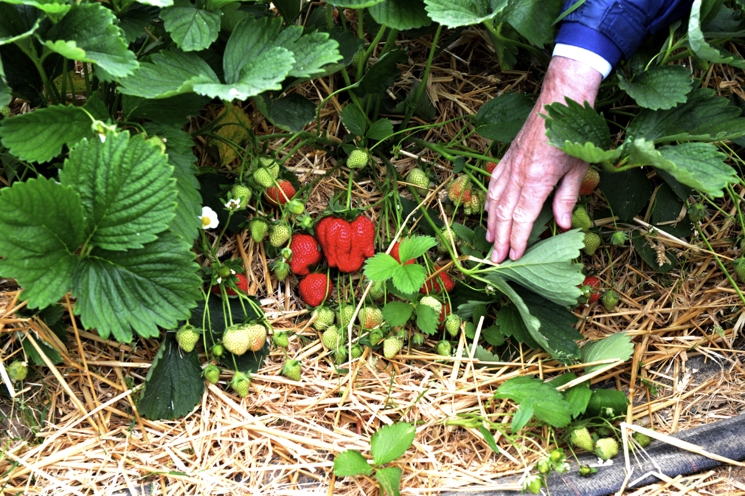 Prix Baillet Latour du Maraîchage Innovant